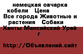 немецкая овчарка кобели › Цена ­ 25 000 - Все города Животные и растения » Собаки   . Ханты-Мансийский,Урай г.